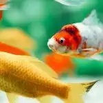 Best Fish Food UK 2026: Tropical, Goldfish & Marine Feeds Reviewed