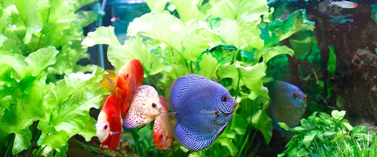 7 Best Aquarium Fish For Beginners Petz