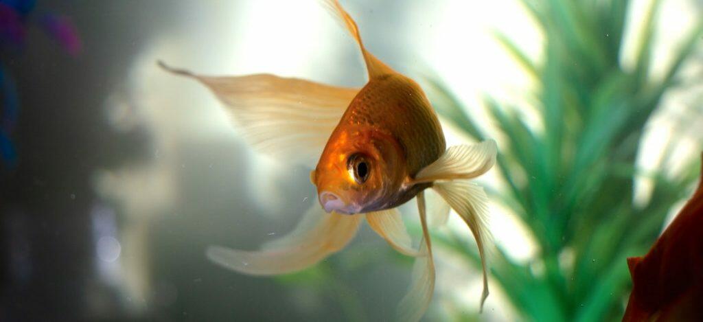 Best Fish Tank Home Aquarium