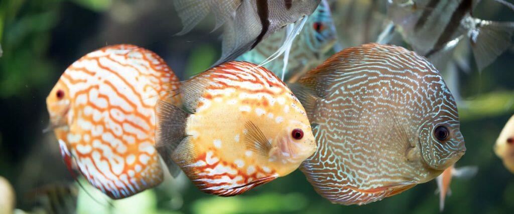 Best Fish Tank Filters Home Aquariums