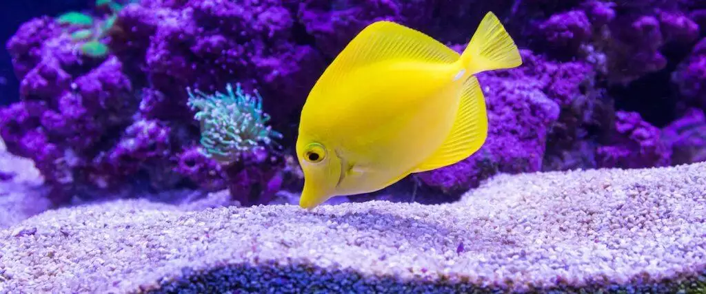 Best Fish Tank Gravel Sand Substrate