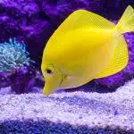 Aquarium Tank Substrate