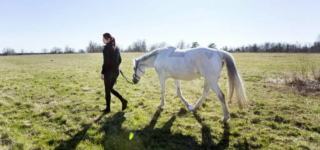 Best Gift For Horse Owners