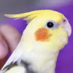 Gifts For Bird Lovers