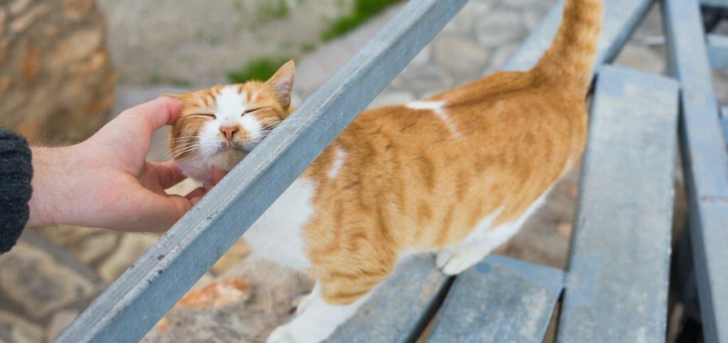 Best Gifts For Cat Owners Lovers