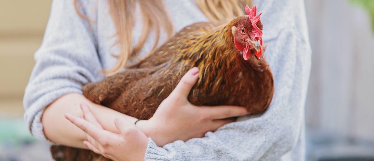 Best Gifts For Chicken Lovers Reviewed for 2023 Petz