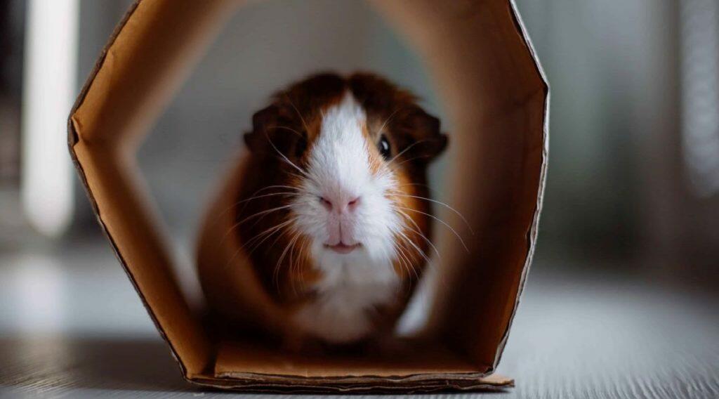 Best Guinea Pig Accessories