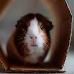 Guinea Pig Accessories