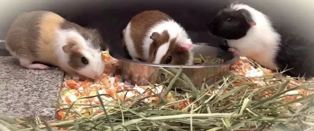 Best Guinea Pig Foods Hay Pellets