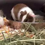Best Guinea Pig Food UK 2026: Hay, Pellets & Fresh Veg Guide