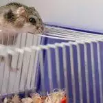 Best Hamster Cage UK 2026: RSPCA 100cm Rule, Bar Biting Warning & Savic vs Niteangel vs Glass Tank