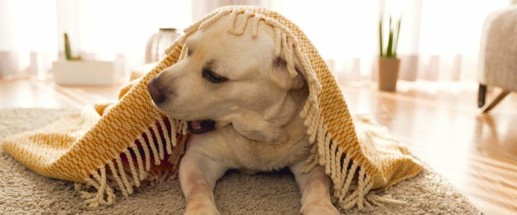 Best Home Flea Treatment Sprays Bombs