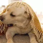 Household Flea Treatments