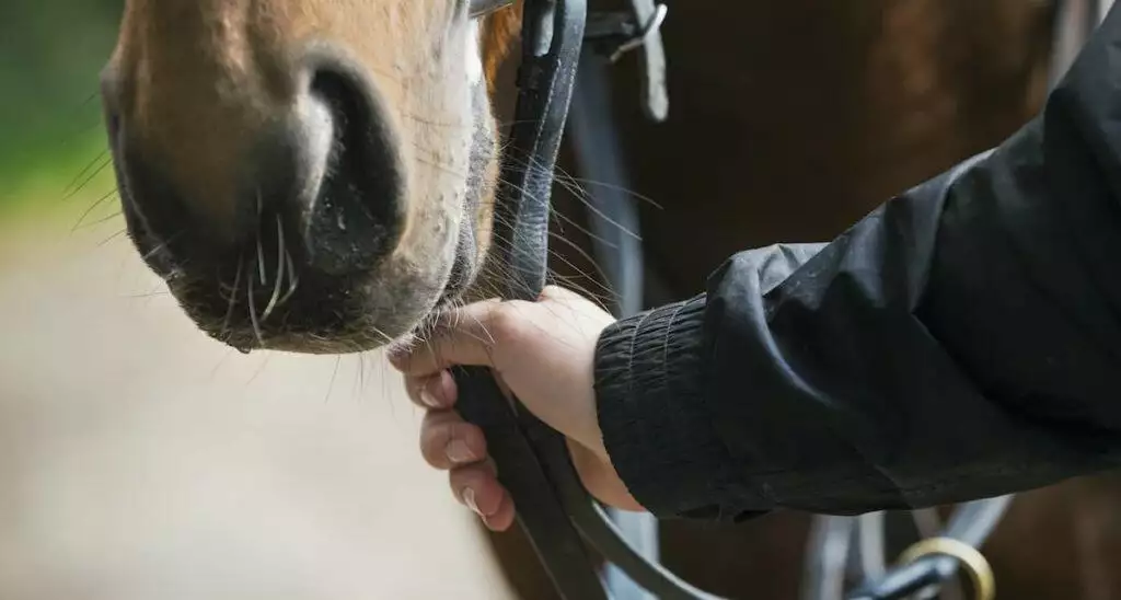 Best Horse Reins