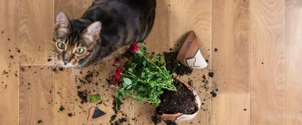 Best Houseplants For Pet Owners