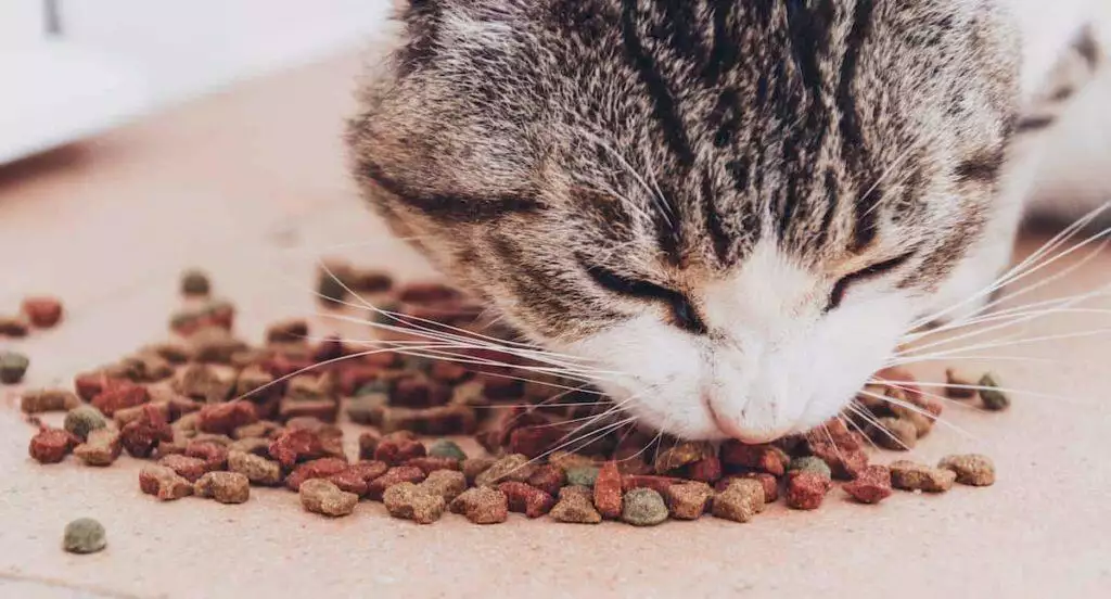 Best Hypoallergenic Cat Food
