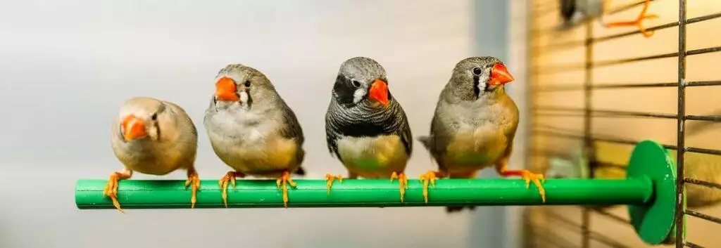 Best Indoor Bird Perches