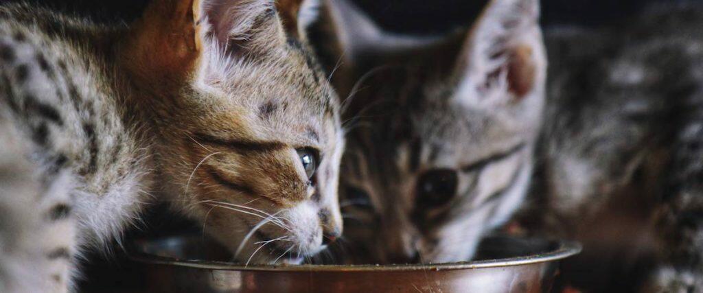 Best Kitten Food