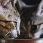 Best Kitten Food UK 2026: Wet, Dry & Weaning Reviewed