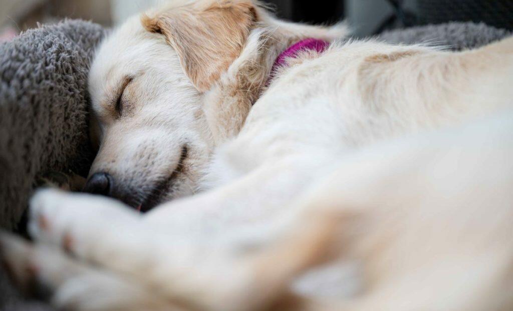 Best Memory Foam Dog Beds