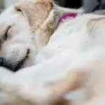 Best Memory Foam Dog Beds for 2026: Expert-Tested Reviews