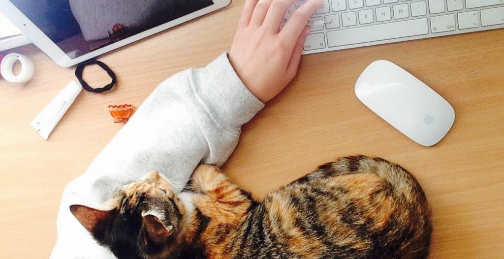 Talk To An Online Vet