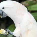 Best Parrot Food UK 2026: Pellets, Seed Mixes & Fresh Diet Guide