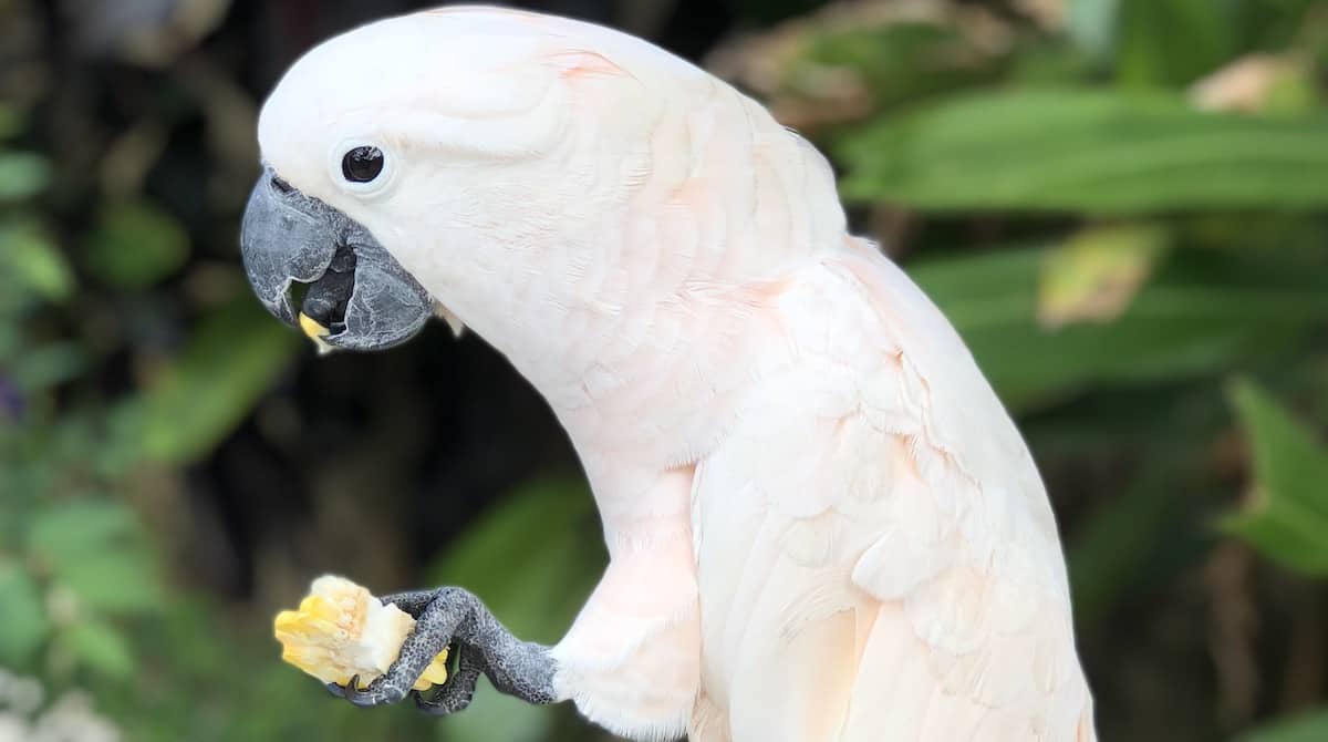 Best Parrot Foods Reviewed for 2022 Petz