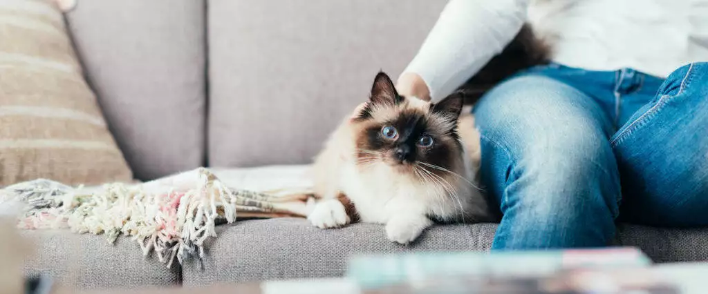 Best Pet Hair Removal Tools