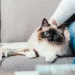 Pet Hair Remover Tools