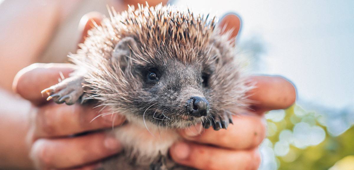 Best Gifts For Wildlife Lovers Reviewed for 2022 Petz