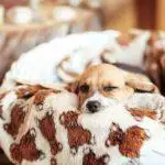 Best Puppy Starter Kit UK 2026: Complete New Puppy Essentials Checklist