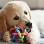 Best Puppy Teething Toys UK 2026: KONG vs Nylabone, Frozen Gum Relief & What to Avoid