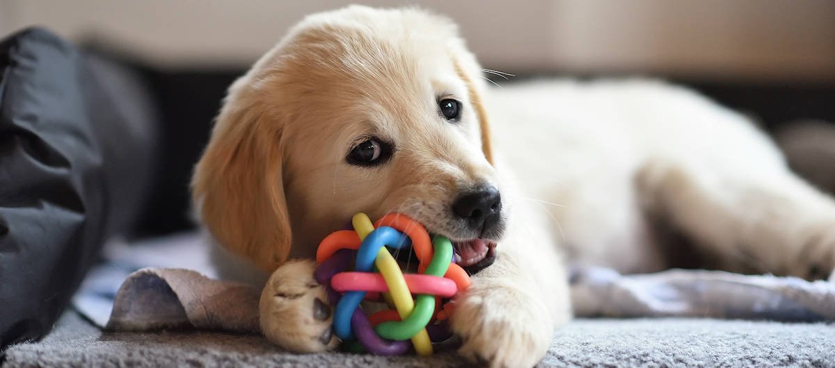 Best Puppy Teething Toys Reviewed for 2023 Petz