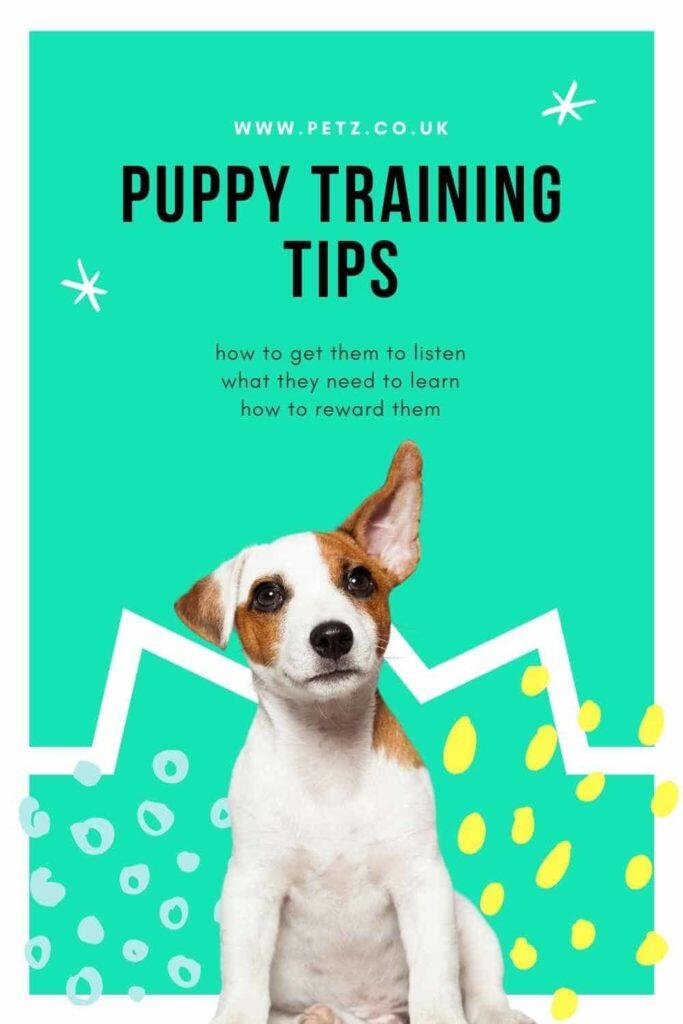 Basic Puppy Training Petz