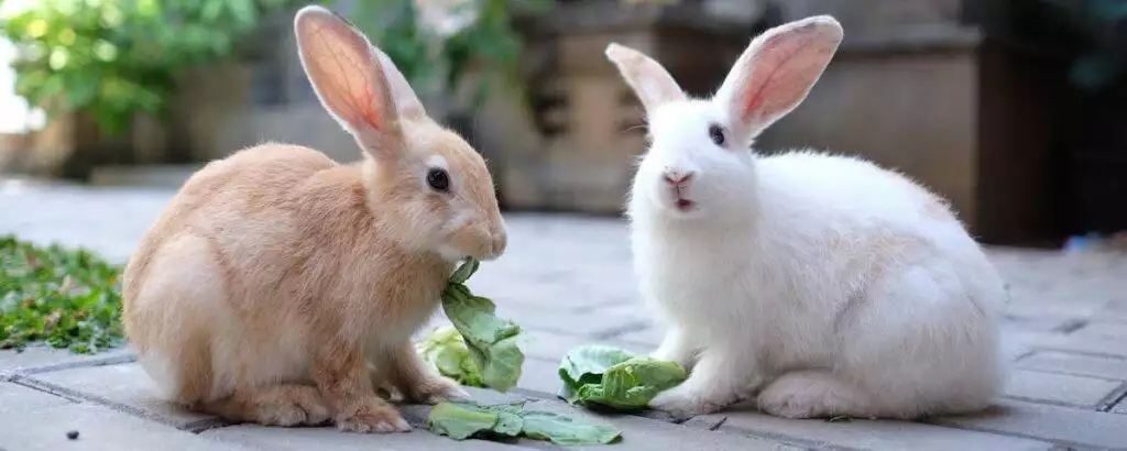 Best Rabbit Foods Pellets Hay