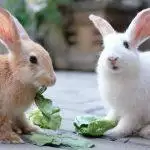 Rabbit Food