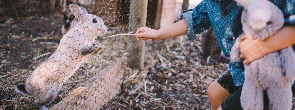 Best Outdoor Rabbit Hutch