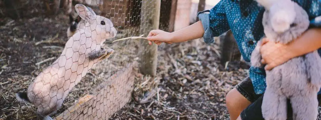 Best Outdoor Rabbit Hutch