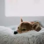 Best Raised Dog Beds for 2026: Elevated, Cool & Easy to Clean