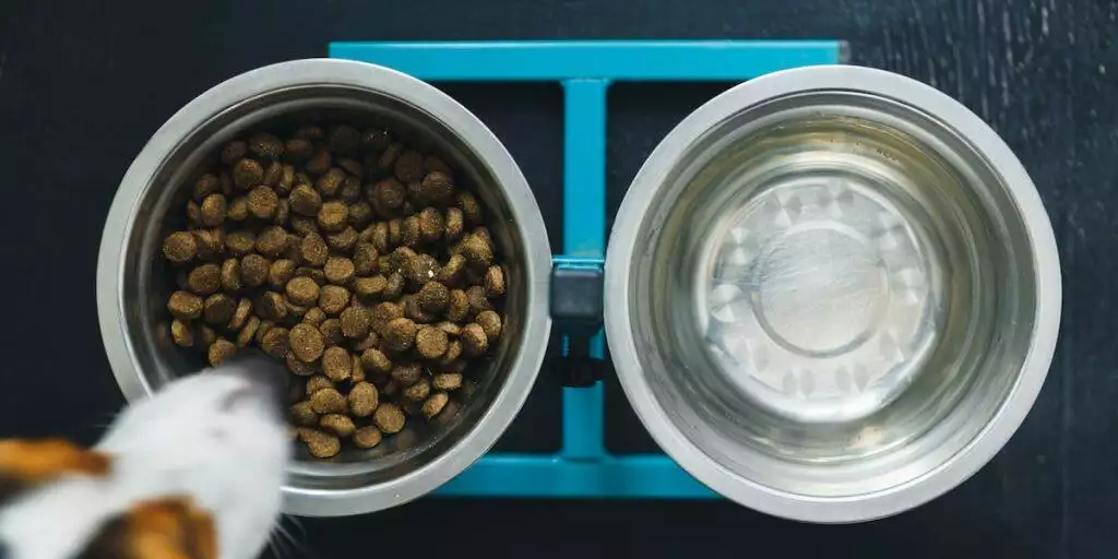 Best Raised Elevated Dog Bowl