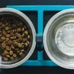 Best Raised Dog Bowls UK 2026: Elevated Feeders & Bloat Safety Guide