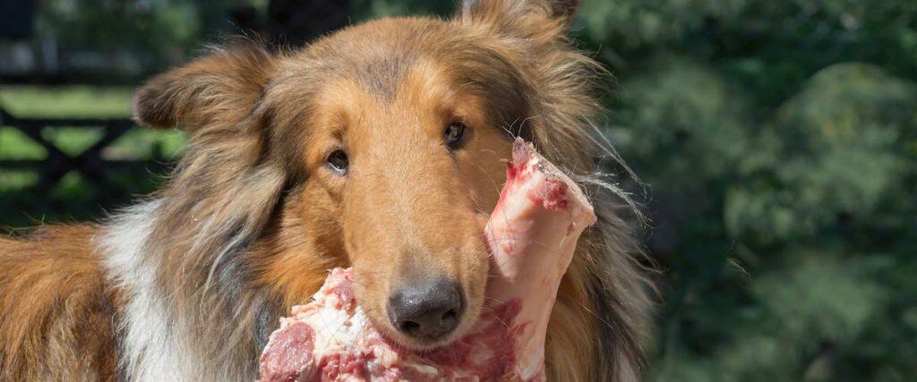 Best Raw Dog Food Meats Frozen