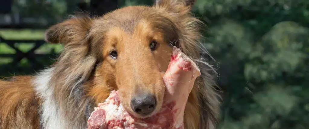 Best Raw Dog Food Meats Frozen