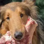 Best Raw Dog Food UK 2026: Safe BARF & 80/10/10 Guide