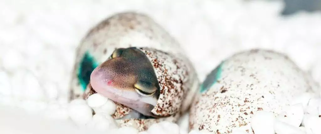 Gecko hatching out of egg - Photo by Andy Holmes on Unsplash