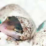 Reptile Egg Incubators