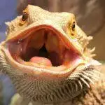 Reptile Feeding Tongs