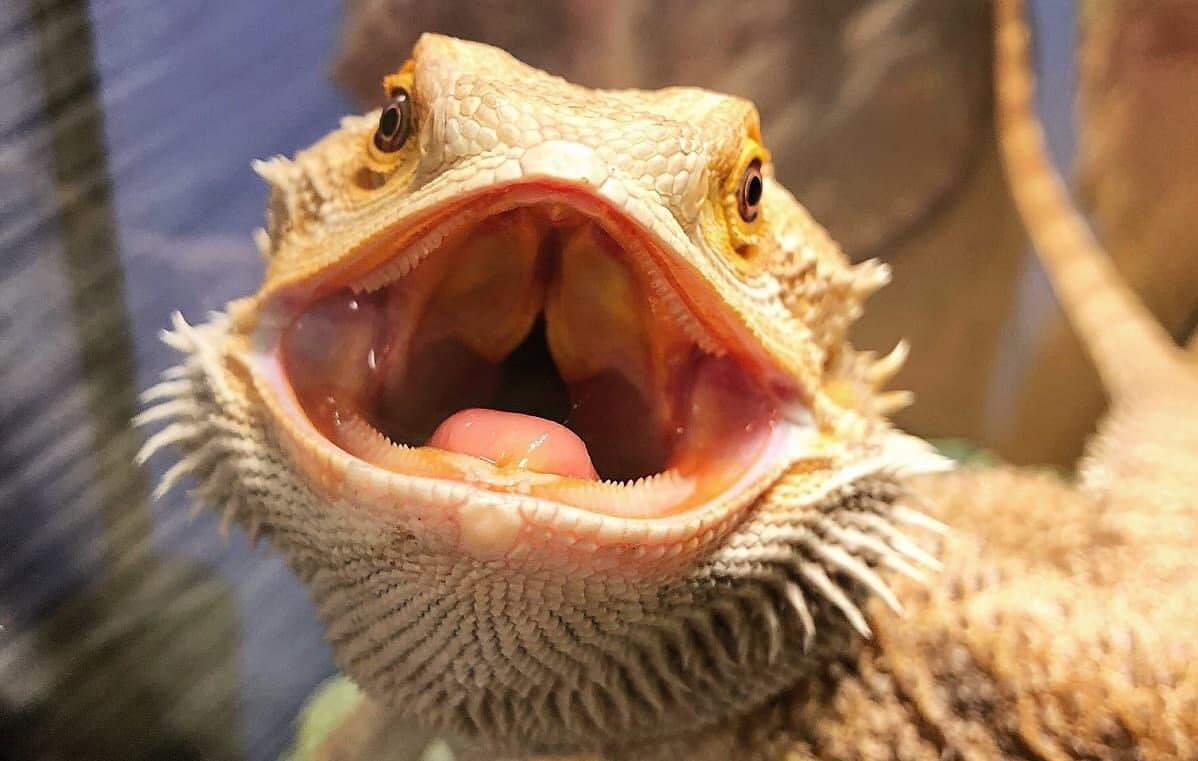 Best Reptile Feeding Tongs Reviewed for 2022 Petz