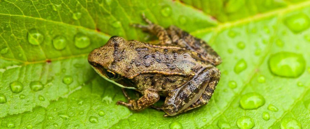 Best Reptile Humidifier